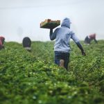 migranti-agricoltura-lavoro-1024x682.jpg